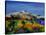 Provence 569010-Pol Ledent-Stretched Canvas