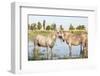 Provence-Alpes-Cote d'Azur, France. Horses in the marshes of the Camargue.-Emily Wilson-Framed Photographic Print