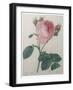 Provence or Cabbage Rose-Pierre-Joseph Redoute-Framed Art Print