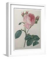 Provence or Cabbage Rose-Pierre-Joseph Redoute-Framed Art Print