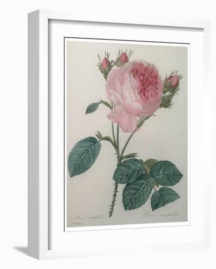 Provence or Cabbage Rose-Pierre-Joseph Redoute-Framed Art Print