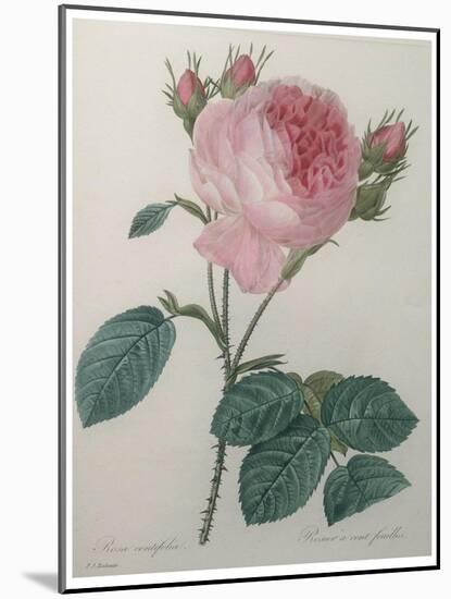 Provence or Cabbage Rose-Pierre-Joseph Redoute-Mounted Art Print