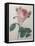 Provence or Cabbage Rose-Pierre-Joseph Redoute-Framed Stretched Canvas