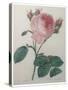 Provence or Cabbage Rose-Pierre-Joseph Redoute-Stretched Canvas