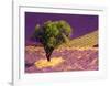 Provence Scene-Alain Christof-Framed Art Print