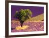 Provence Scene-Alain Christof-Framed Art Print