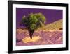 Provence Scene-Alain Christof-Framed Art Print