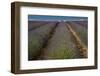 Provence, Valensole, lavender rows-George Theodore-Framed Photographic Print