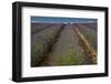 Provence, Valensole, lavender rows-George Theodore-Framed Photographic Print
