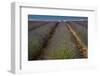 Provence, Valensole, lavender rows-George Theodore-Framed Photographic Print