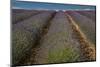 Provence, Valensole, lavender rows-George Theodore-Mounted Photographic Print