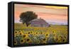 Provence, Valensole Plateau, France-Francesco Riccardo Iacomino-Framed Stretched Canvas