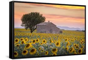 Provence, Valensole Plateau, France-Francesco Riccardo Iacomino-Framed Stretched Canvas