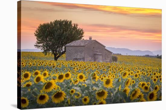 Provence, Valensole Plateau, France-Francesco Riccardo Iacomino-Stretched Canvas