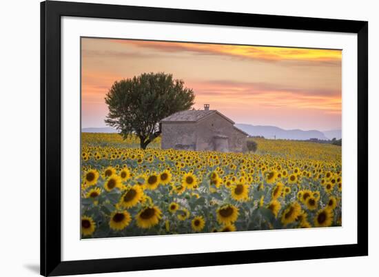 Provence, Valensole Plateau, France-Francesco Riccardo Iacomino-Framed Photographic Print