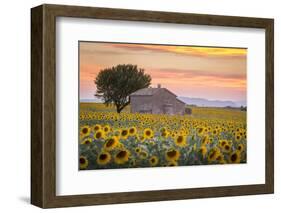 Provence, Valensole Plateau, France-Francesco Riccardo Iacomino-Framed Photographic Print