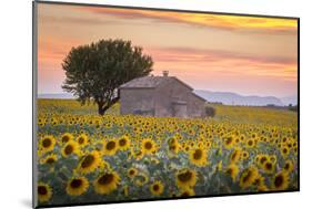 Provence, Valensole Plateau, France-Francesco Riccardo Iacomino-Mounted Photographic Print