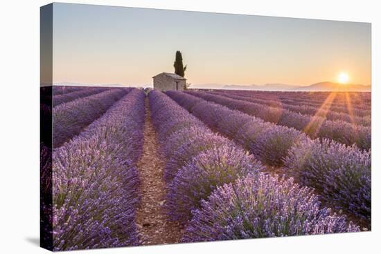 Provence, Valensole Plateau-Francesco Riccardo Iacomino-Stretched Canvas