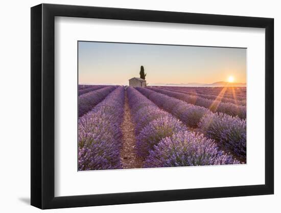 Provence, Valensole Plateau-Francesco Riccardo Iacomino-Framed Premium Photographic Print