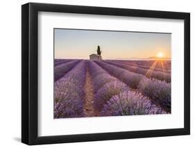 Provence, Valensole Plateau-Francesco Riccardo Iacomino-Framed Premium Photographic Print