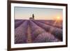 Provence, Valensole Plateau-Francesco Riccardo Iacomino-Framed Photographic Print