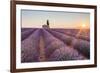 Provence, Valensole Plateau-Francesco Riccardo Iacomino-Framed Photographic Print