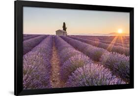 Provence, Valensole Plateau-Francesco Riccardo Iacomino-Framed Photographic Print