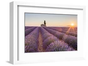 Provence, Valensole Plateau-Francesco Riccardo Iacomino-Framed Photographic Print