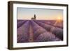 Provence, Valensole Plateau-Francesco Riccardo Iacomino-Framed Photographic Print