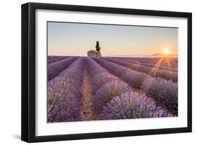 Provence, Valensole Plateau-Francesco Riccardo Iacomino-Framed Photographic Print