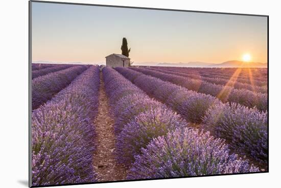 Provence, Valensole Plateau-Francesco Riccardo Iacomino-Mounted Photographic Print