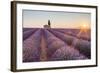 Provence, Valensole Plateau-Francesco Riccardo Iacomino-Framed Photographic Print