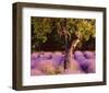 Provence-Bryan F^ Peterson-Framed Art Print