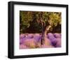 Provence-Bryan F^ Peterson-Framed Art Print