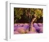 Provence-Bryan F^ Peterson-Framed Art Print