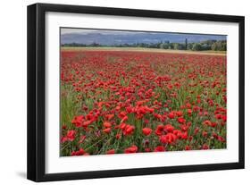 Provincial poppies, France-John Ford-Framed Photographic Print