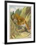 Prowling Tiger-null-Framed Photographic Print