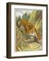 Prowling Tiger-null-Framed Photographic Print