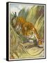 Prowling Tiger-null-Framed Stretched Canvas