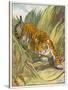 Prowling Tiger-null-Stretched Canvas