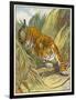 Prowling Tiger-null-Framed Photographic Print