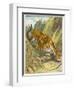 Prowling Tiger-null-Framed Photographic Print