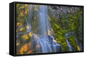 Proxy Falls in the Three Sisters Wilderness, Oregon, Usa-Chuck Haney-Framed Stretched Canvas
