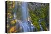 Proxy Falls in the Three Sisters Wilderness, Oregon, Usa-Chuck Haney-Stretched Canvas