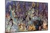 Prudent Man Agate, Origin Idaho-Darrell Gulin-Mounted Photographic Print