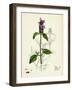 Prunella Vulgaris Self-Heal-null-Framed Giclee Print