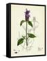 Prunella Vulgaris Self-Heal-null-Framed Stretched Canvas