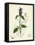 Prunella Vulgaris Self-Heal-null-Framed Stretched Canvas