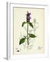 Prunella Vulgaris Self-Heal-null-Framed Giclee Print