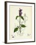 Prunella Vulgaris Self-Heal-null-Framed Giclee Print